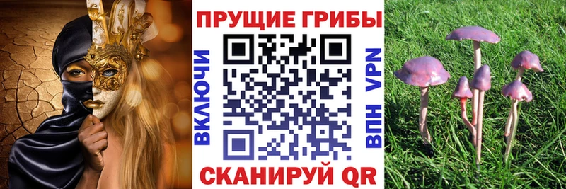 купить  сайты  Волжский  Галлюциногенные грибы прущие грибы 